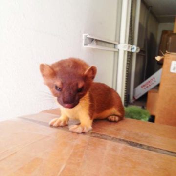 Ernie the Ermine—Shipping Manager