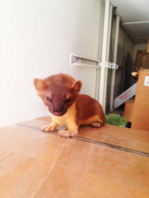 Ernie the Ermine—Shipping Manager