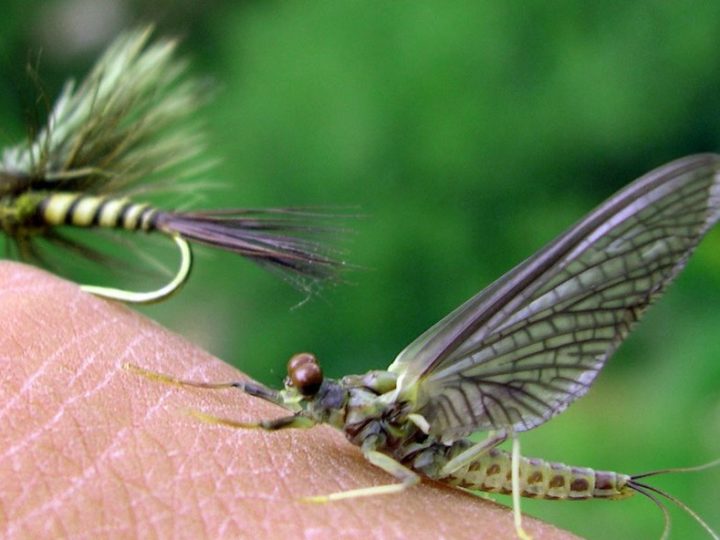 Roaring Fork River Fishing Report