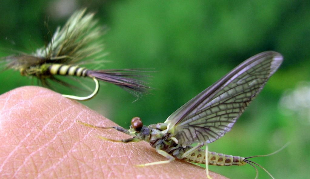 Fishing Green Drakes In The Roaring Fork Valley - Part 2 - Crystal