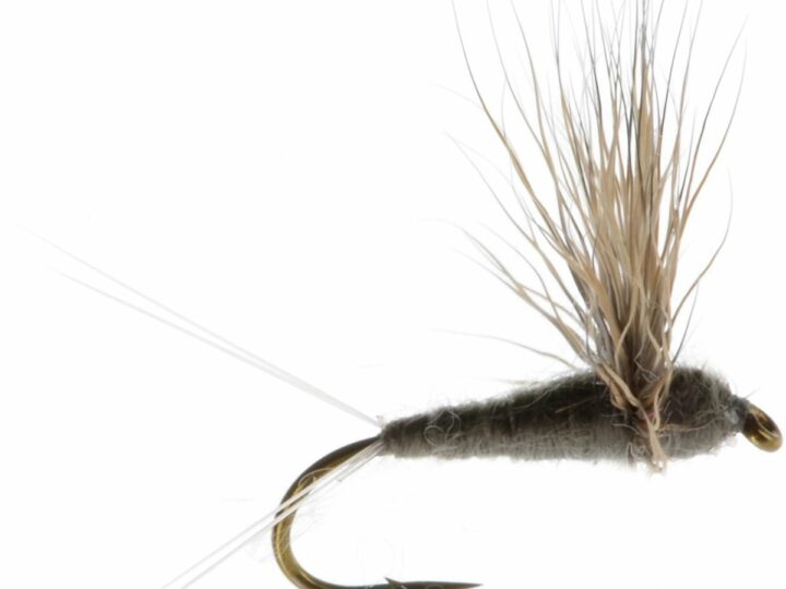 Frying Pan River Fishing Report