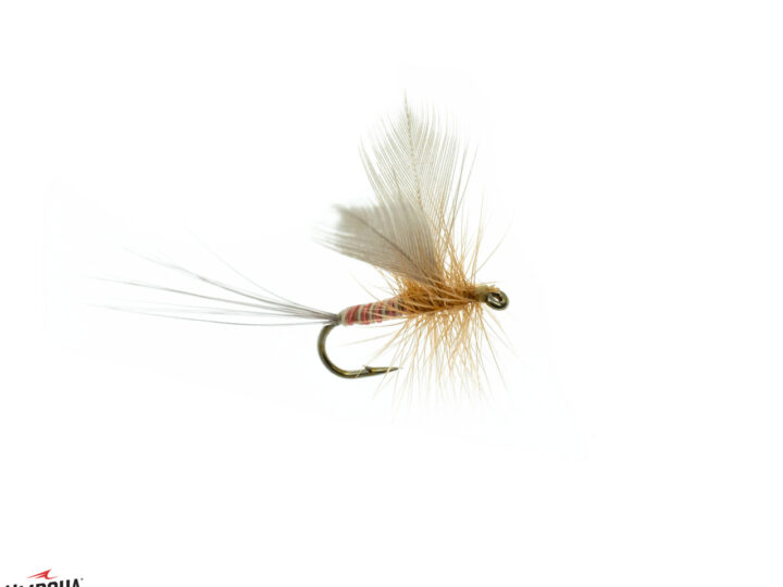Frying Pan River Fishing Report