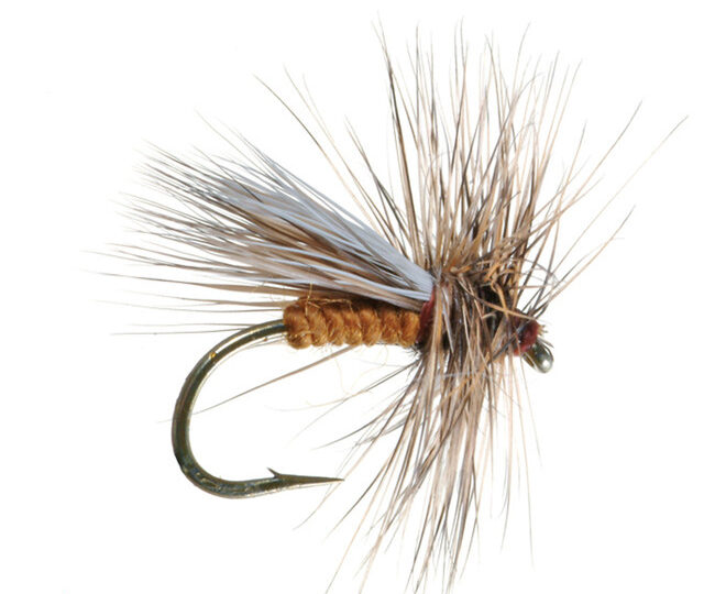 Colorado River Fishing Report (Glenwood Springs – Rifle)